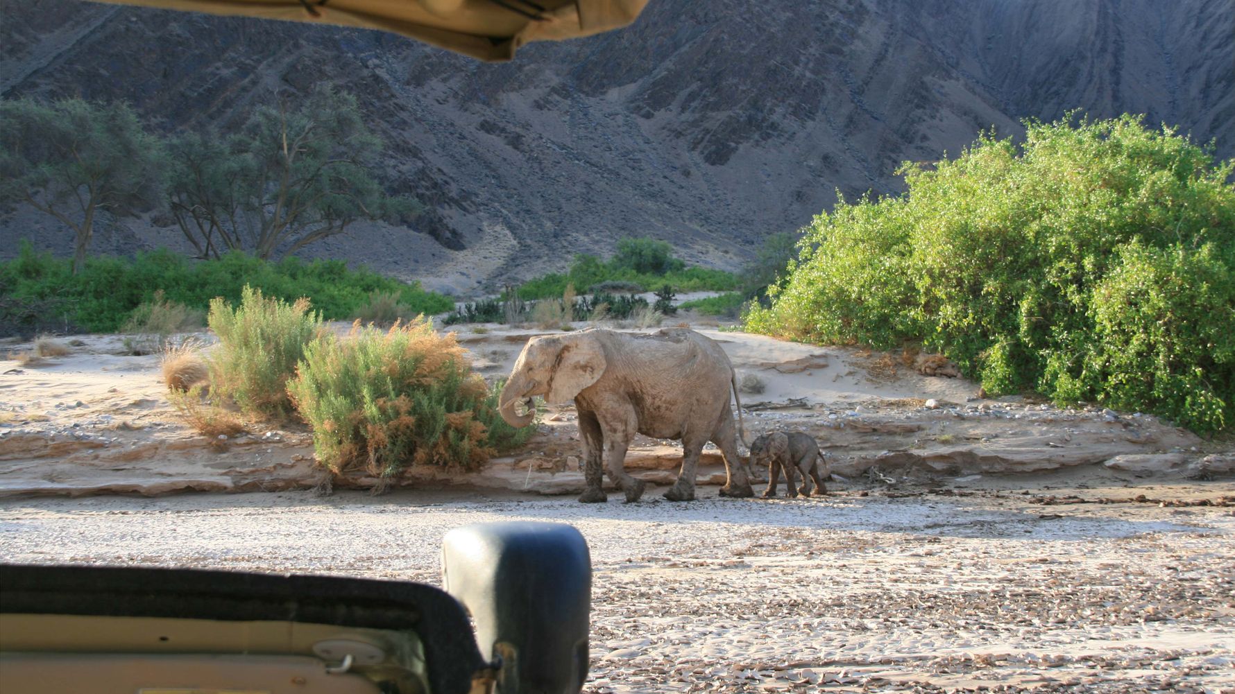 landingpage-safari-namibia-elefant-kalb-natucate