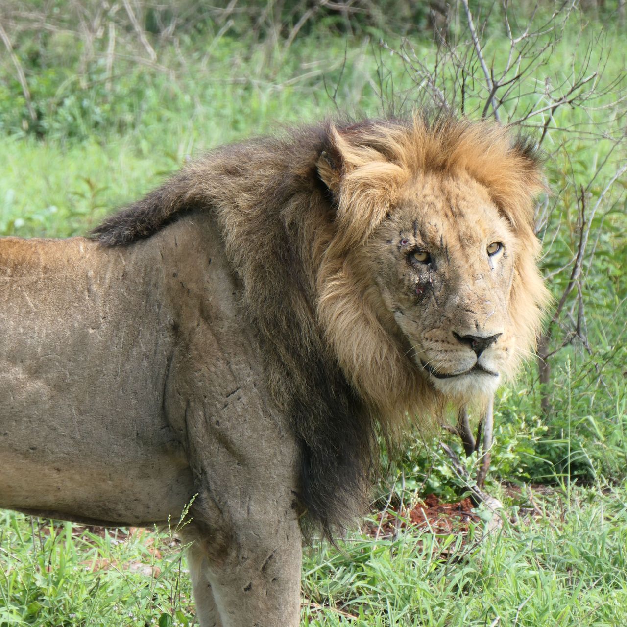freiwilligenarbeit-suedafrika-zululand-artenschutz-emma-loewe-natucate