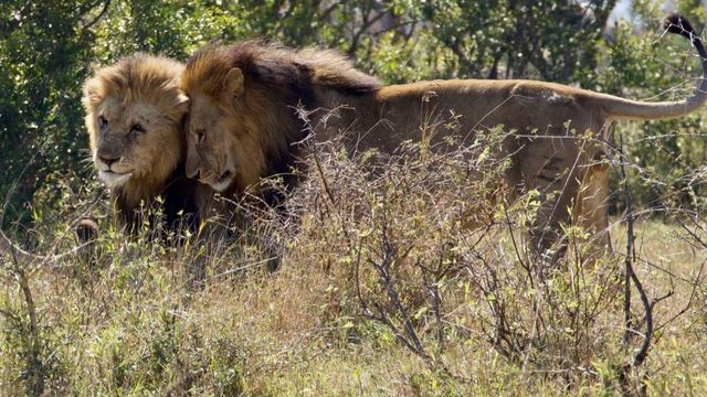erfahrungsberichte-freiwilligenarbeit-suedafrika-zululand-marianne-maennliche-loewen-natucate
