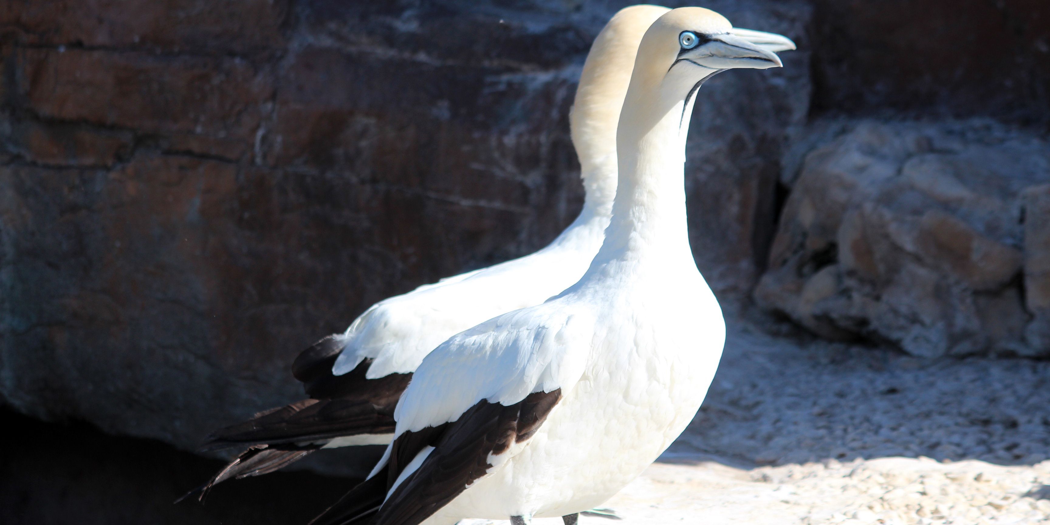 Aufnahme von zwei Kaptölpeln an der Kueste von Suedafrikas Ostkap