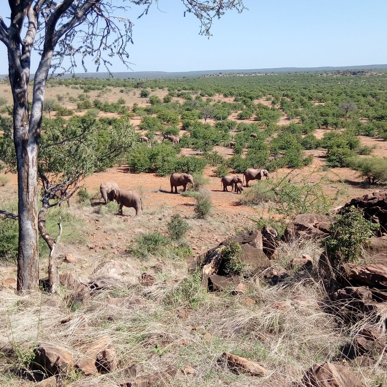 erfahrungsberichte-suedliches-afrika-pfg-rangerausbildung-kundenfotos-tiere-natucate
