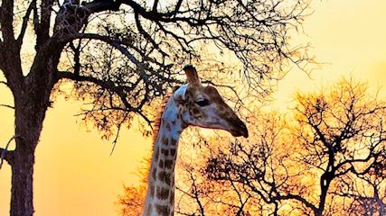 erfahrungsberichte-naturausbildung-pfg-sebastian-giraffe-natucate