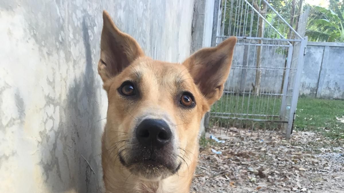 blog-ratgeber-an-wen-richten-sich-volunteerprojekte-hund-natucate