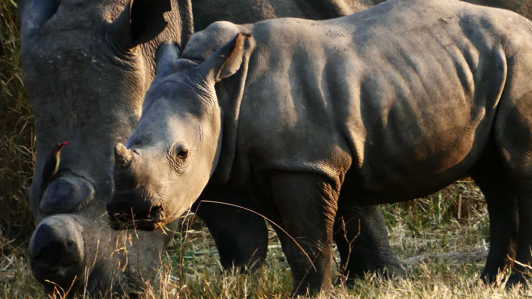 erfahrungsberichte-rangerkurs-field-guide-level-1-afrika-elke-nashorn-natucate