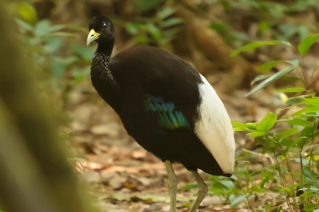 Studenten des Rangerkurses beobachten im Rahmen ihrer Naturausbildung Voegel Perus
