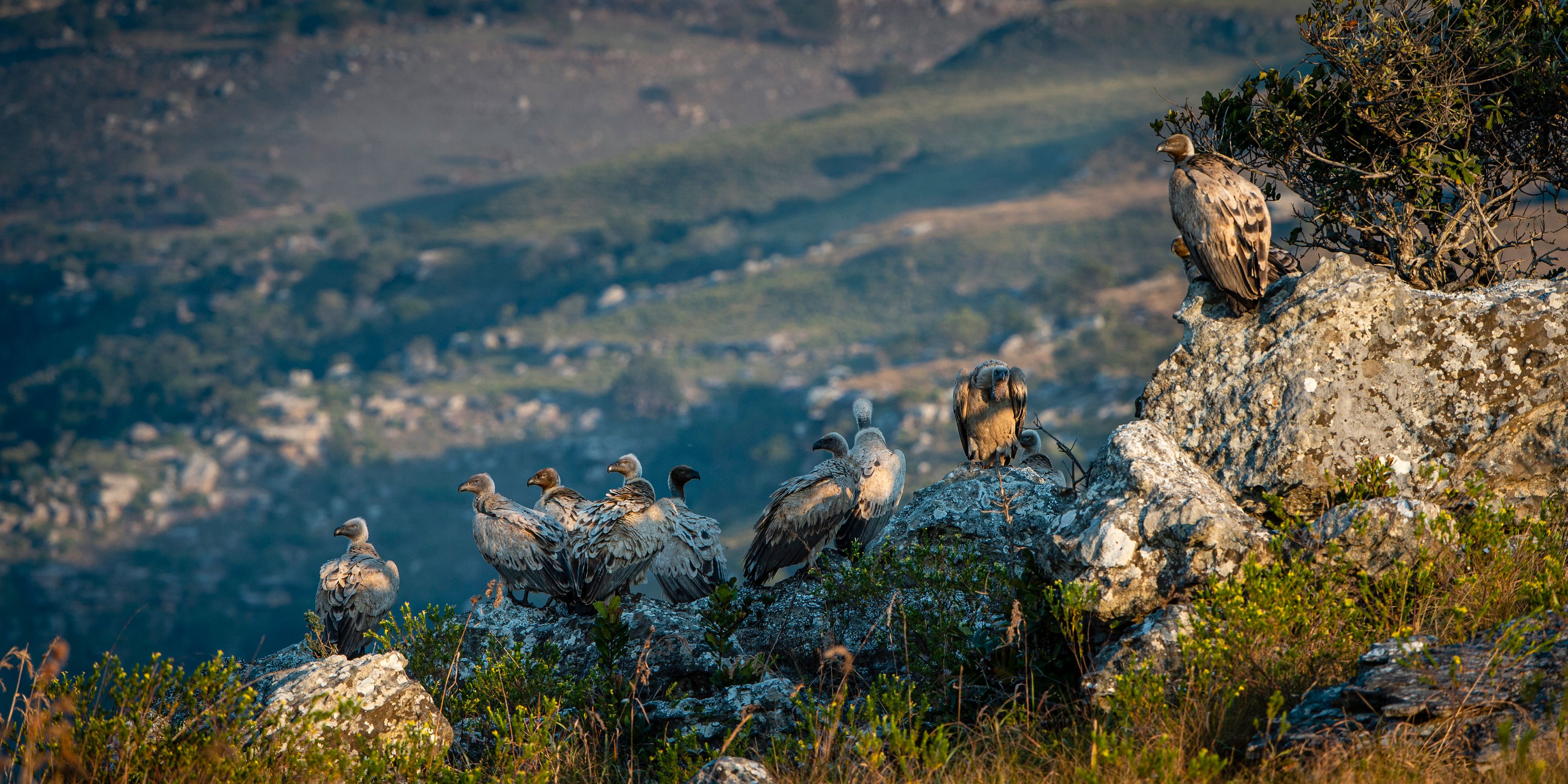 natucate-pwe-wild-coast-vultures