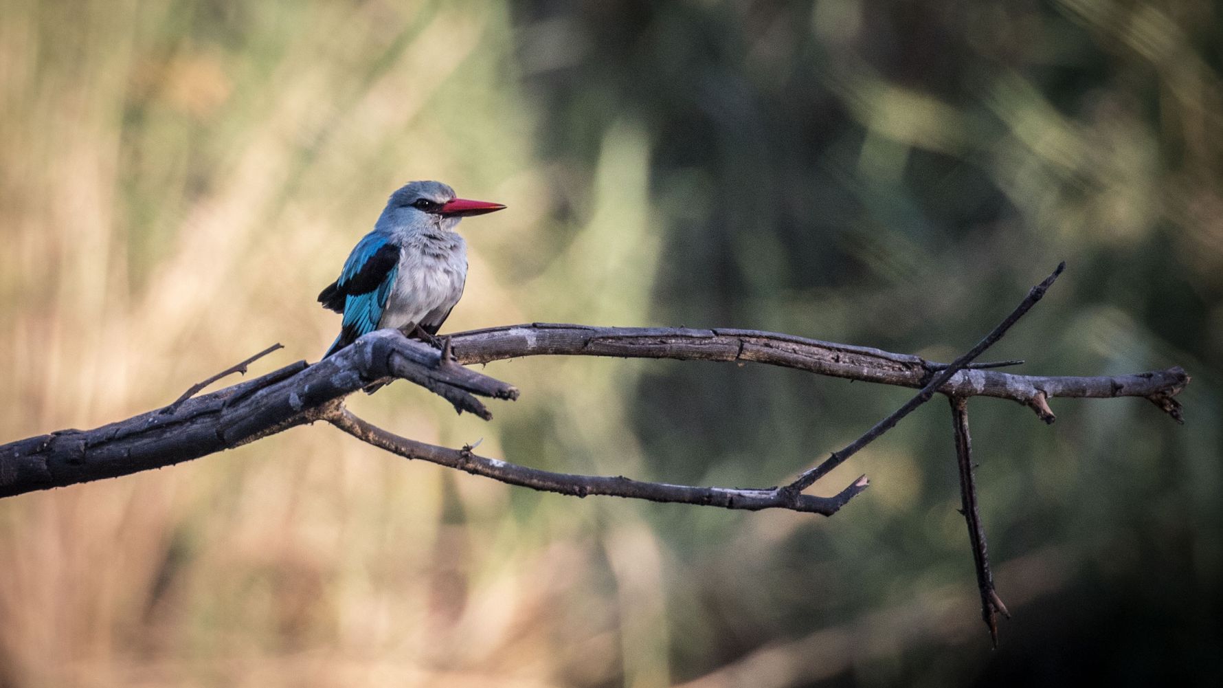 suedafrika-erfahrungsbericht-kundenfotos-rangerausbildung-vogel-natucate