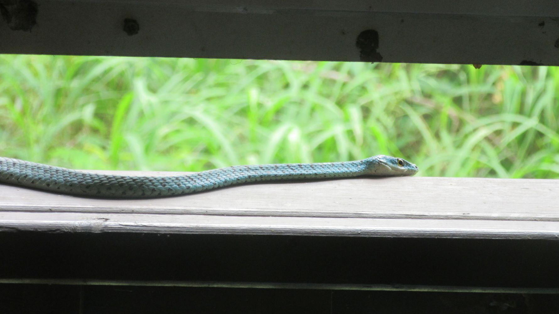 Rangerausbildung: Eine blaue Schlange liegt auf einem Campschild
