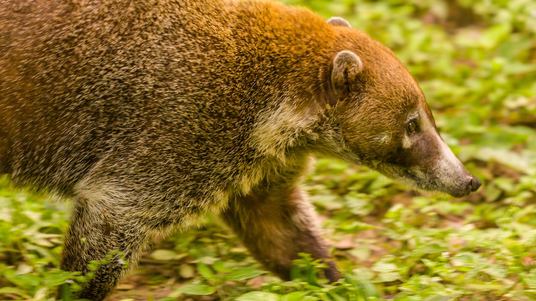 Coati roaming through nature