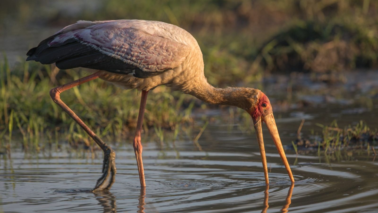 Storch im suedlichen Afrika: Birding ist eines der Kursmodule waehrend Deiner Rangerausbildung in Afrika