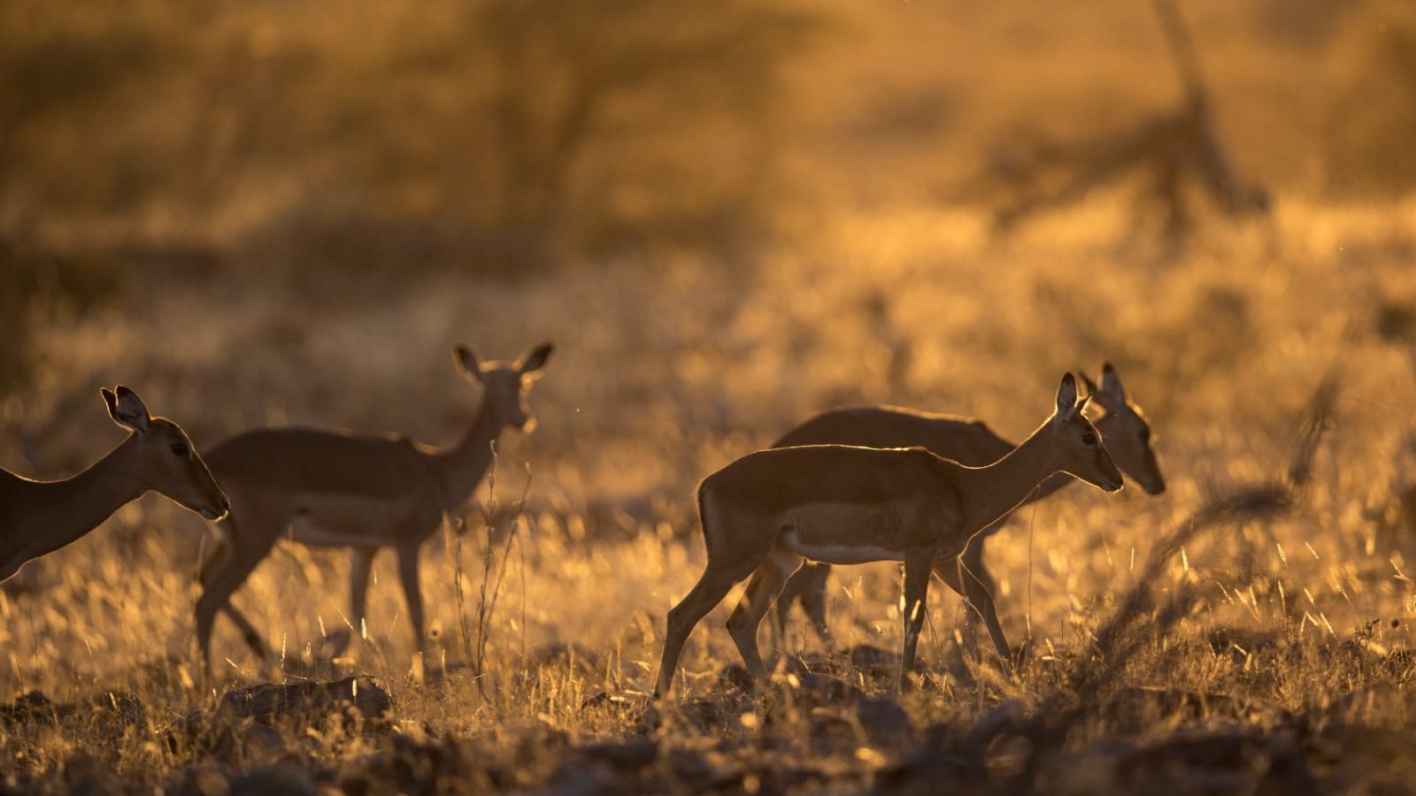blog-ratgeber-botswana-mashatu-impala-natucate