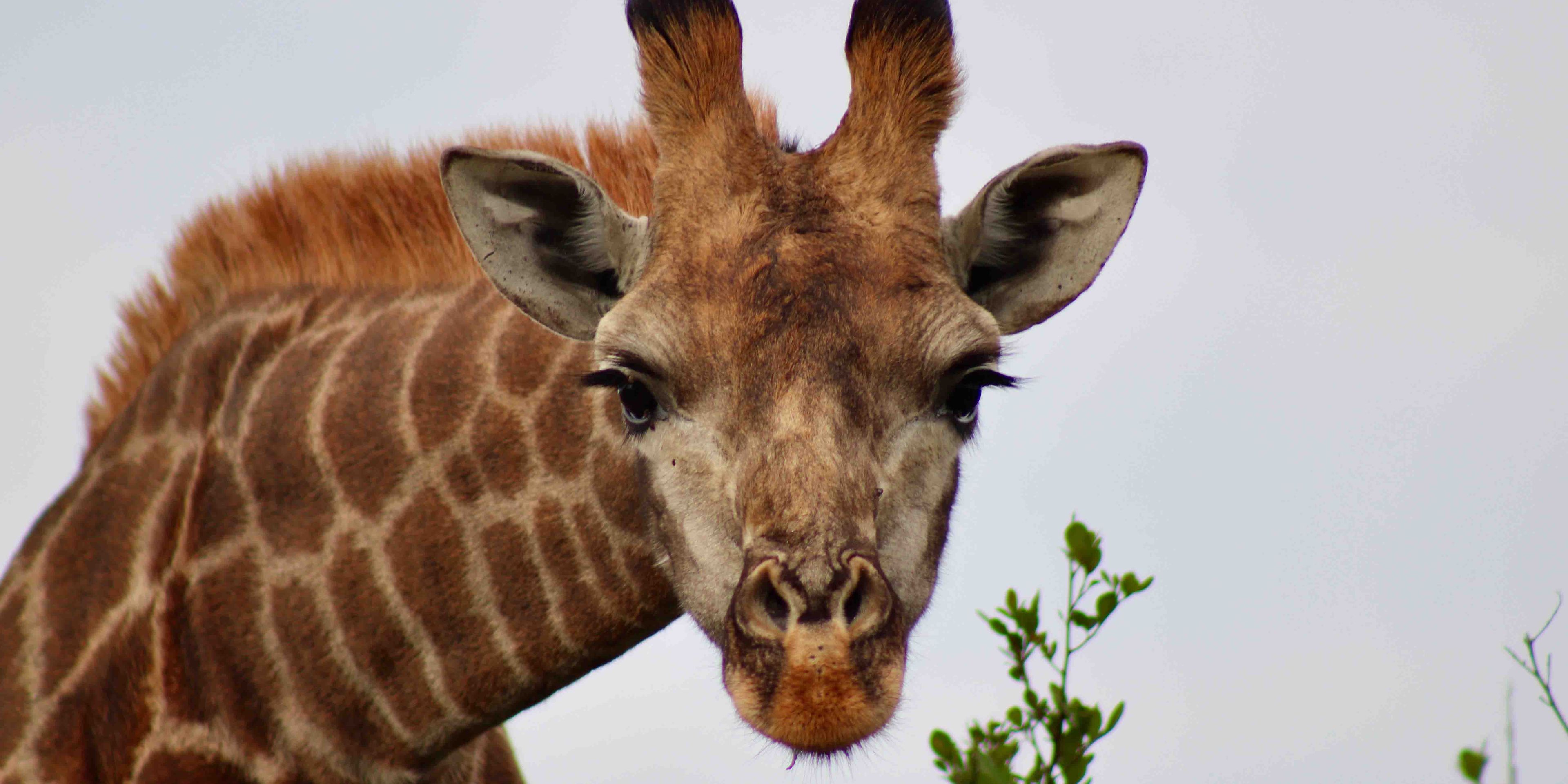 Eine Paarhufer Giraffe sengt ihren langen Hals, sodass ihr Kopf runter bis auf Brusthöhe kommt.