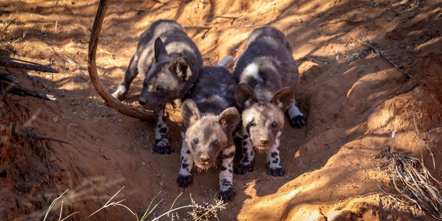 natucate-volunteering-southafrica-kalahari-wild-dogs-baby