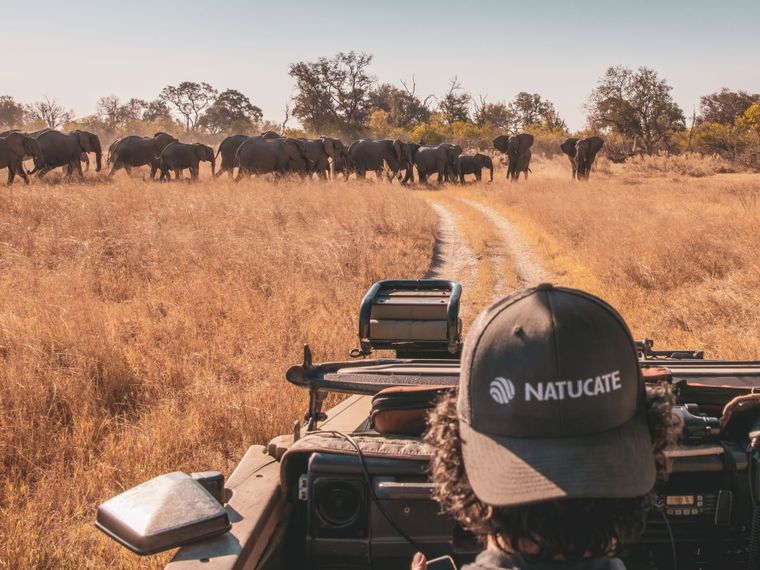 A man wearing a Natucate cap watches a herd of elephants from his car