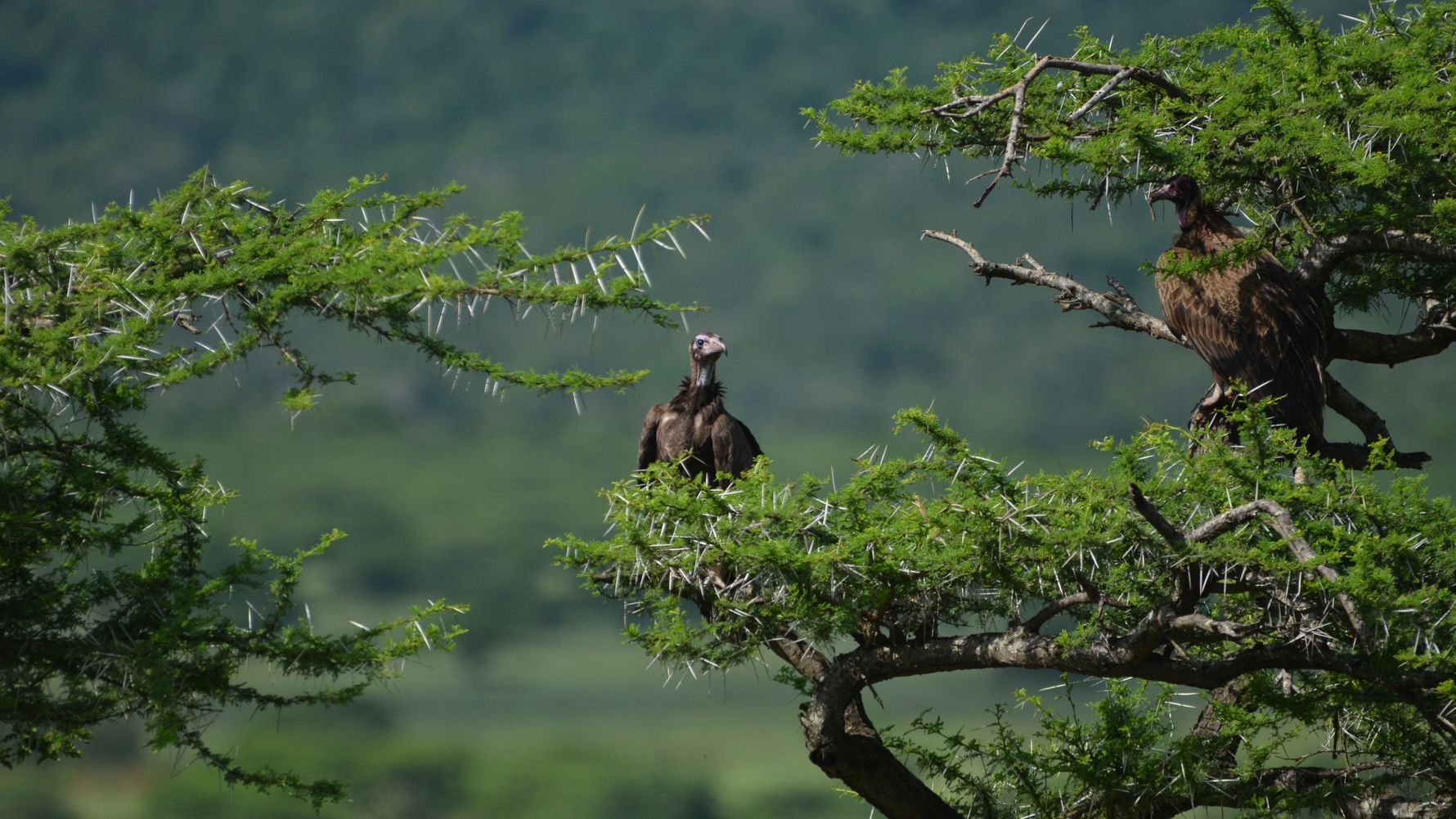 freiwilligenarbeit-natucate-suedafrika-hooded-vulture