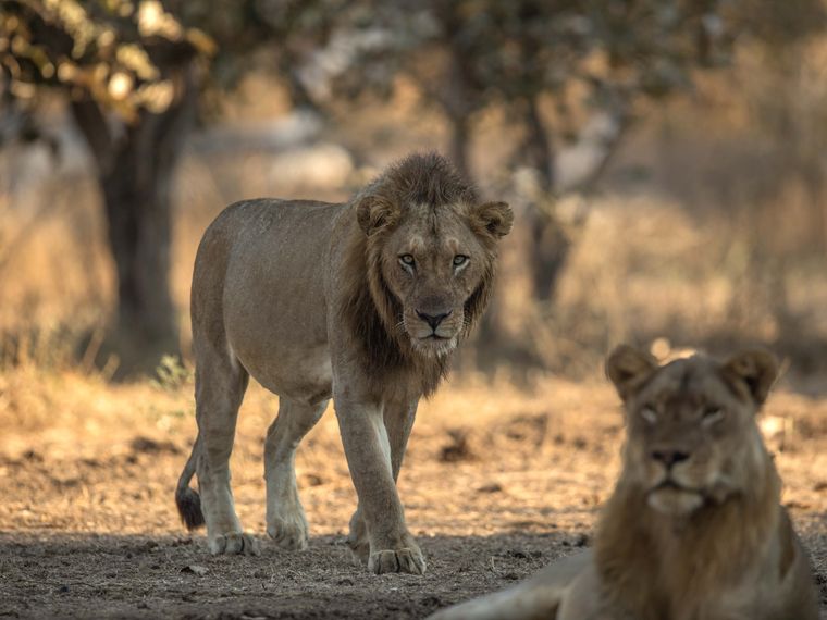 blog-news-animondial-tierschutz-initiative-loewe-natucate