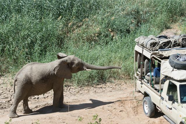 Ein Elefant in Namibia naehert sich vorsichtig mit seinem Ruessel einem Gelaendewagen.