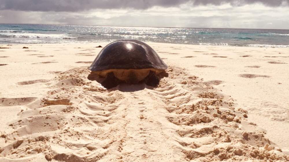 freiwilligenarbeit-seychellen-erfahrungsbericht-artenschutz-kundenfotos-strand-schildkroete-natucate