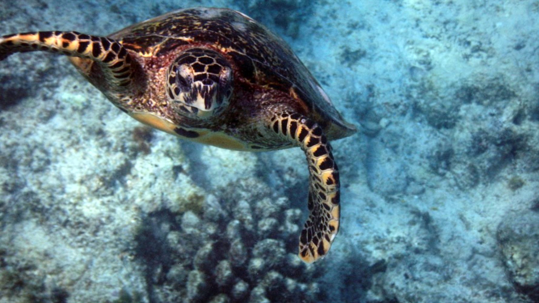 erfahrungsberichte-sabbatical-australien-afrika-naturschutz-silvia-schildkroete-ozean-natucate