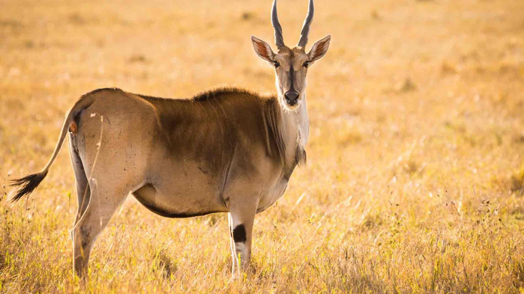 landingpage-rangerkurs-kenia-eland-natucate