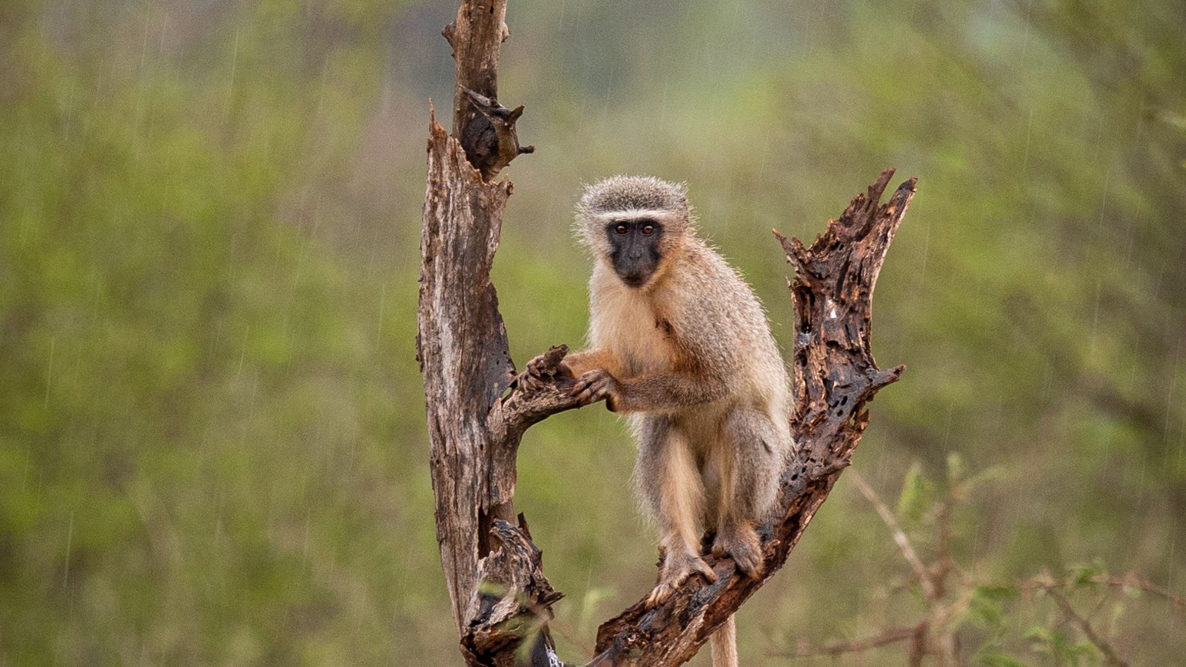 erfahrungsberichte-freiwilligenarbeit-suedafrika-fgl1-martina-monkey-natucate