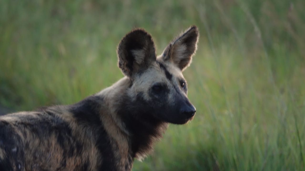 Conservation work in South Africa: Wild dog in South African Zululand