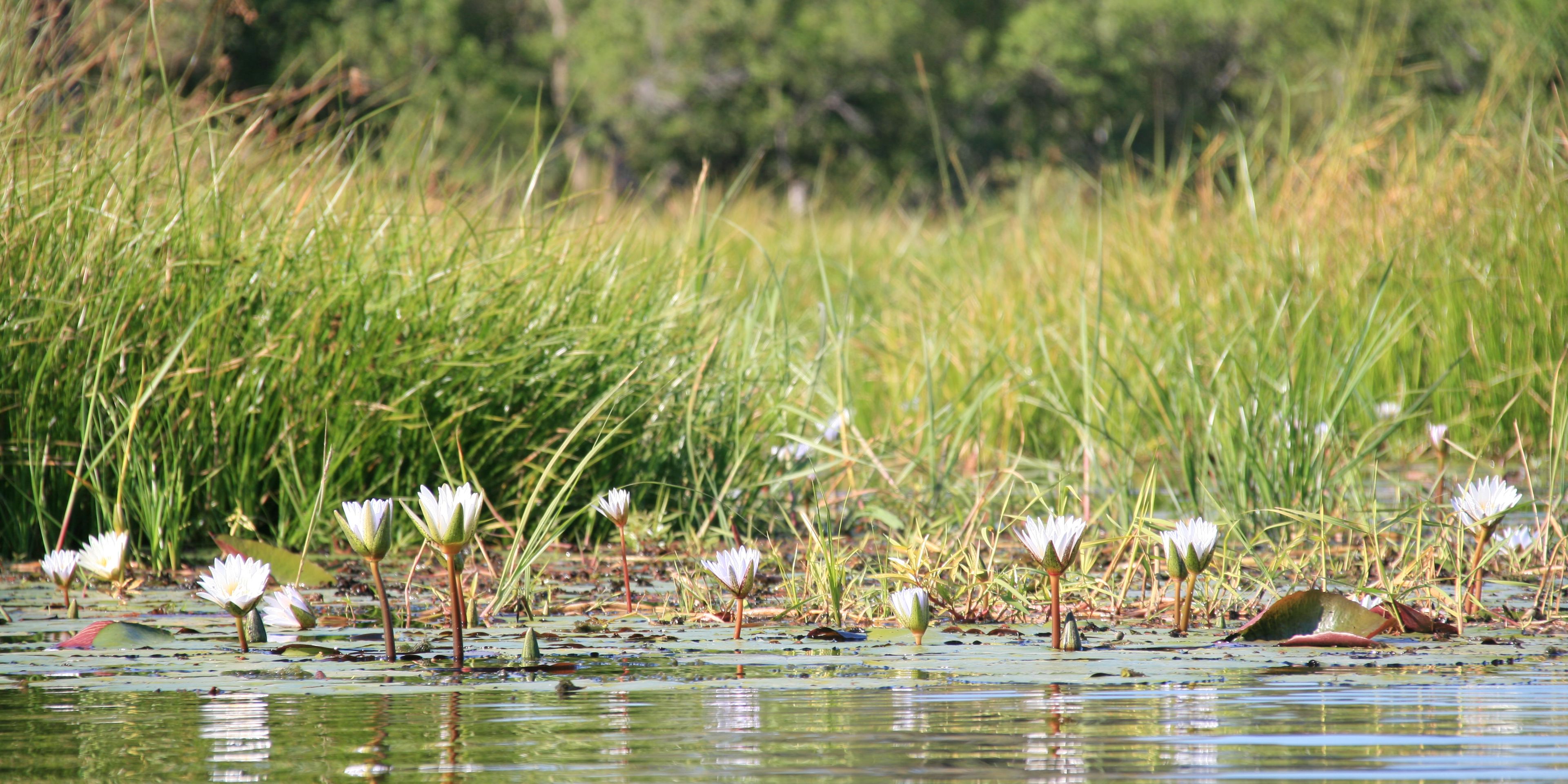 Water lilies in Botswana's beautiful Okavango Delta