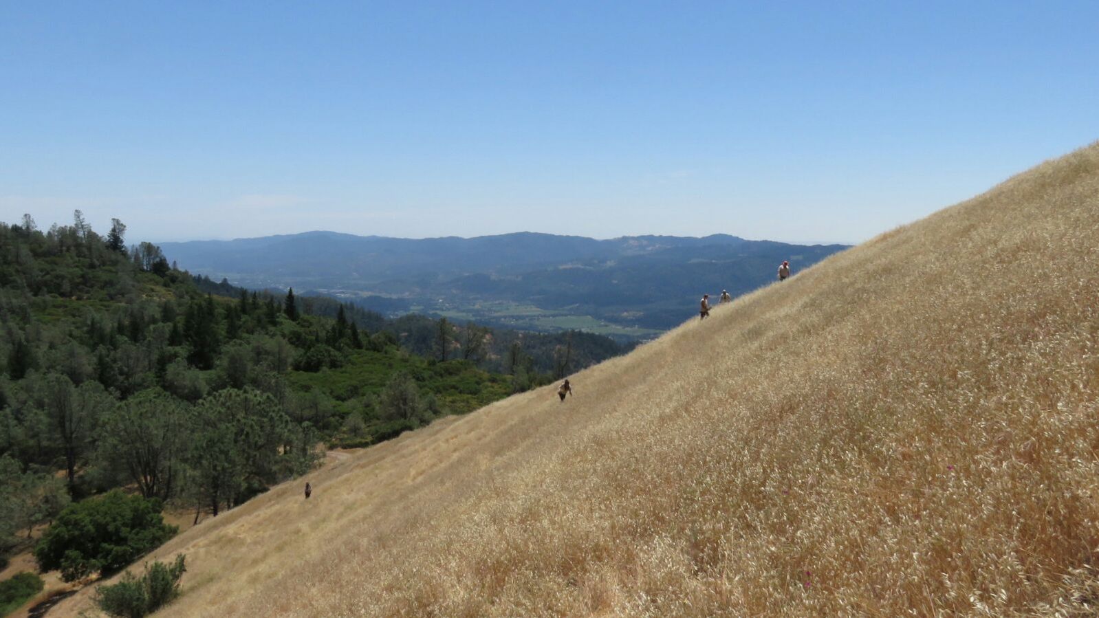 freiwilligenarbeit-usa-kalifornien-erfahrungsbericht-kundenfotos-naturschutz-arbeit-natucate