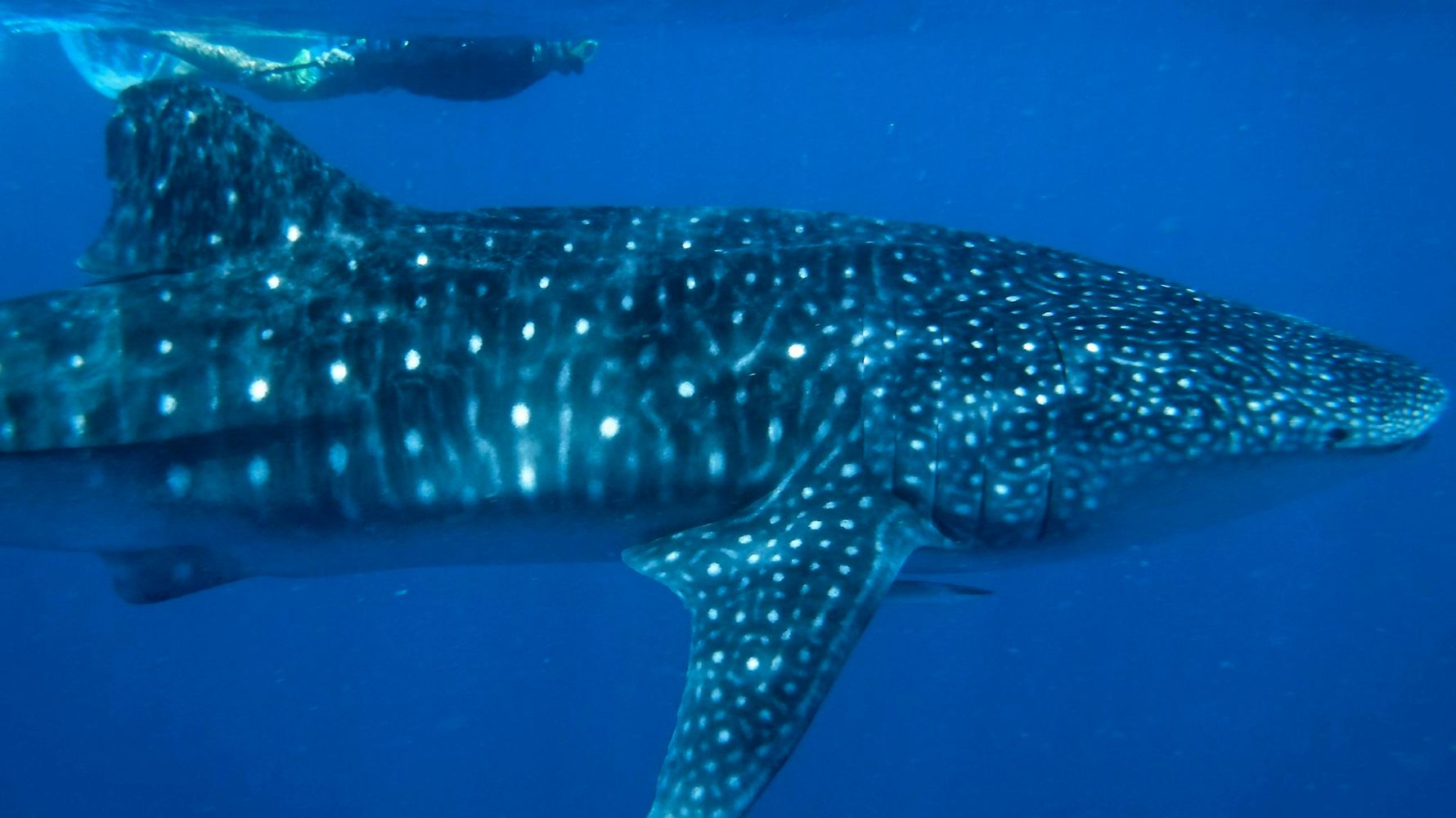 blog-ratgeber-warum-walhaie-schutz-malediven-seite-natucate