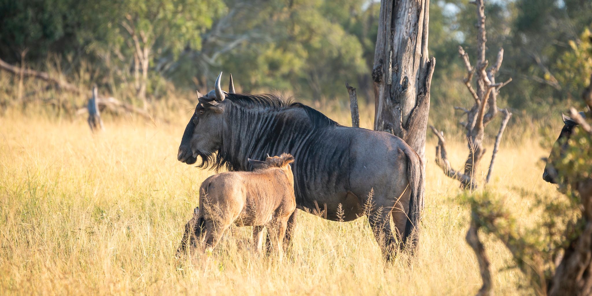 Wildebeest and calph