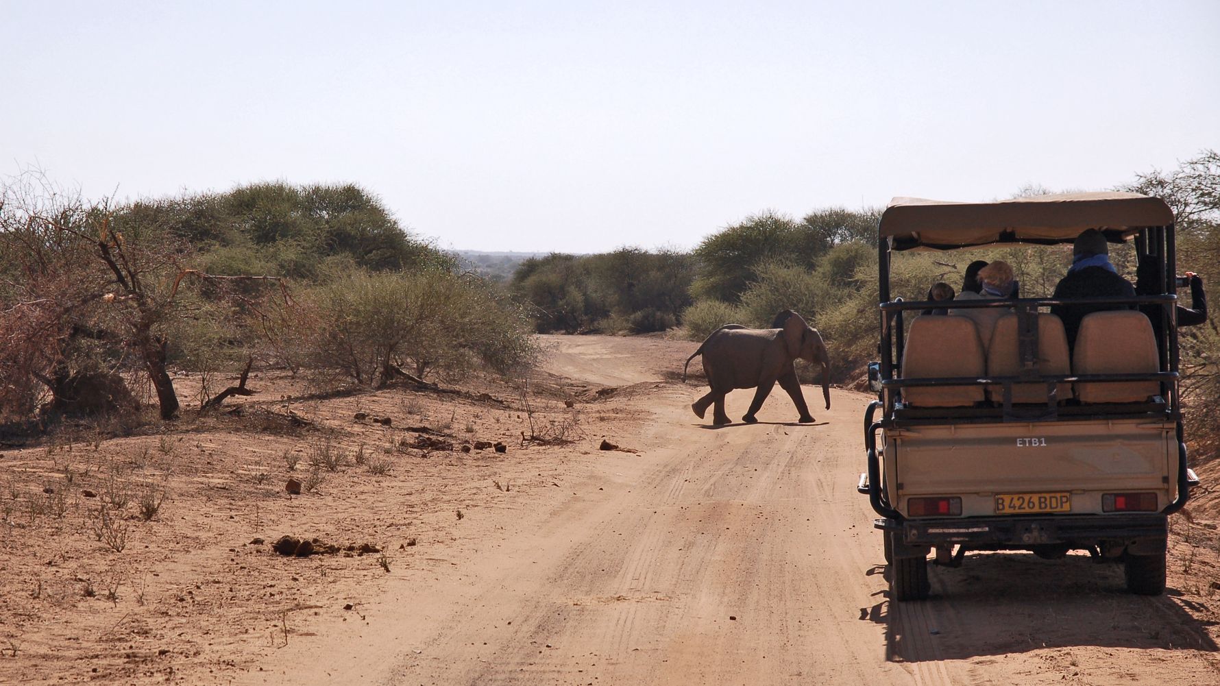 landingpage-naturreise-afrika-game-drive-elefant-natucate