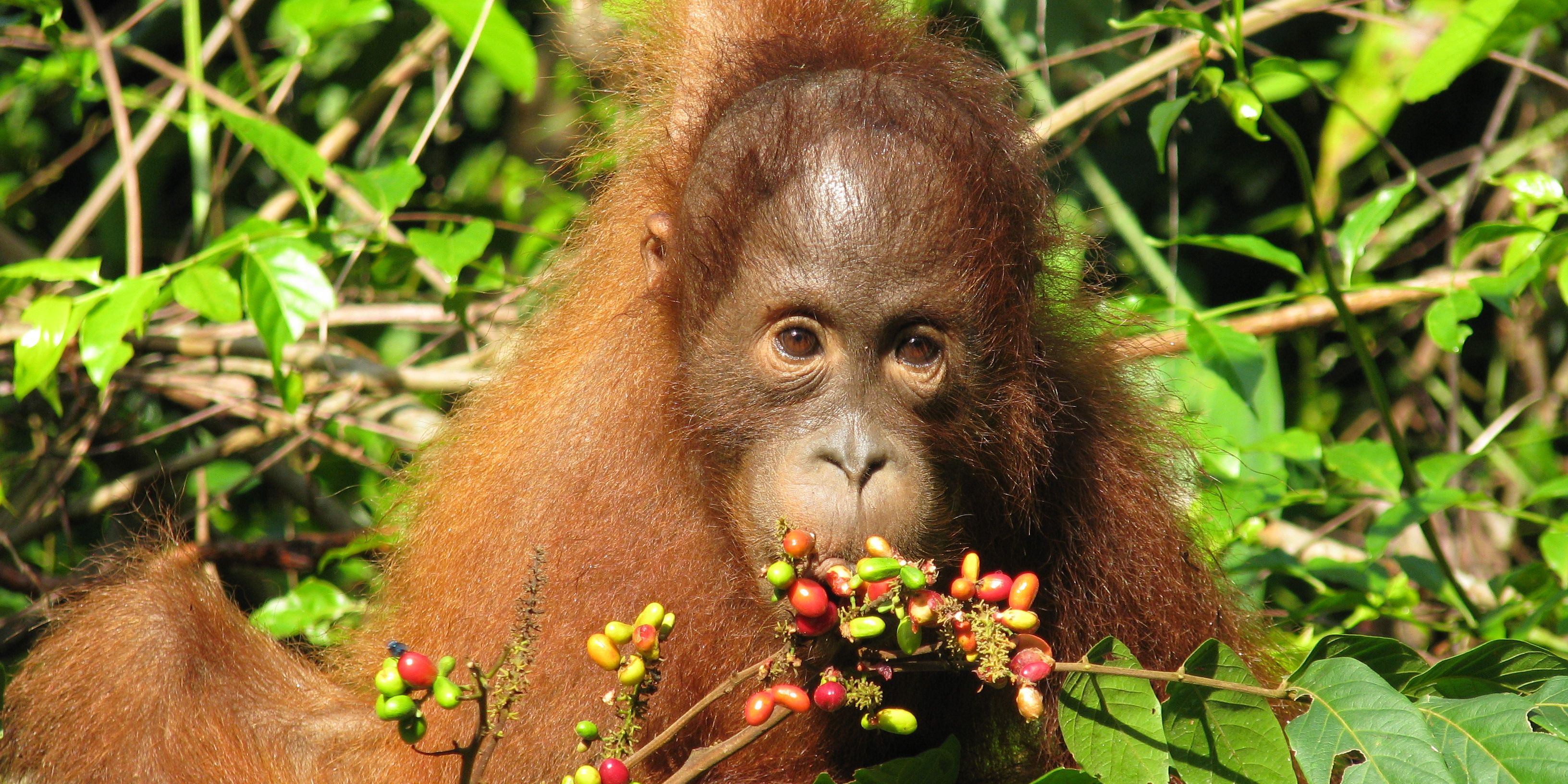 Tierwelt in Indonesien: Ein junger Orang-Utan sitzt im Sebangau-Regenwald und frisst.