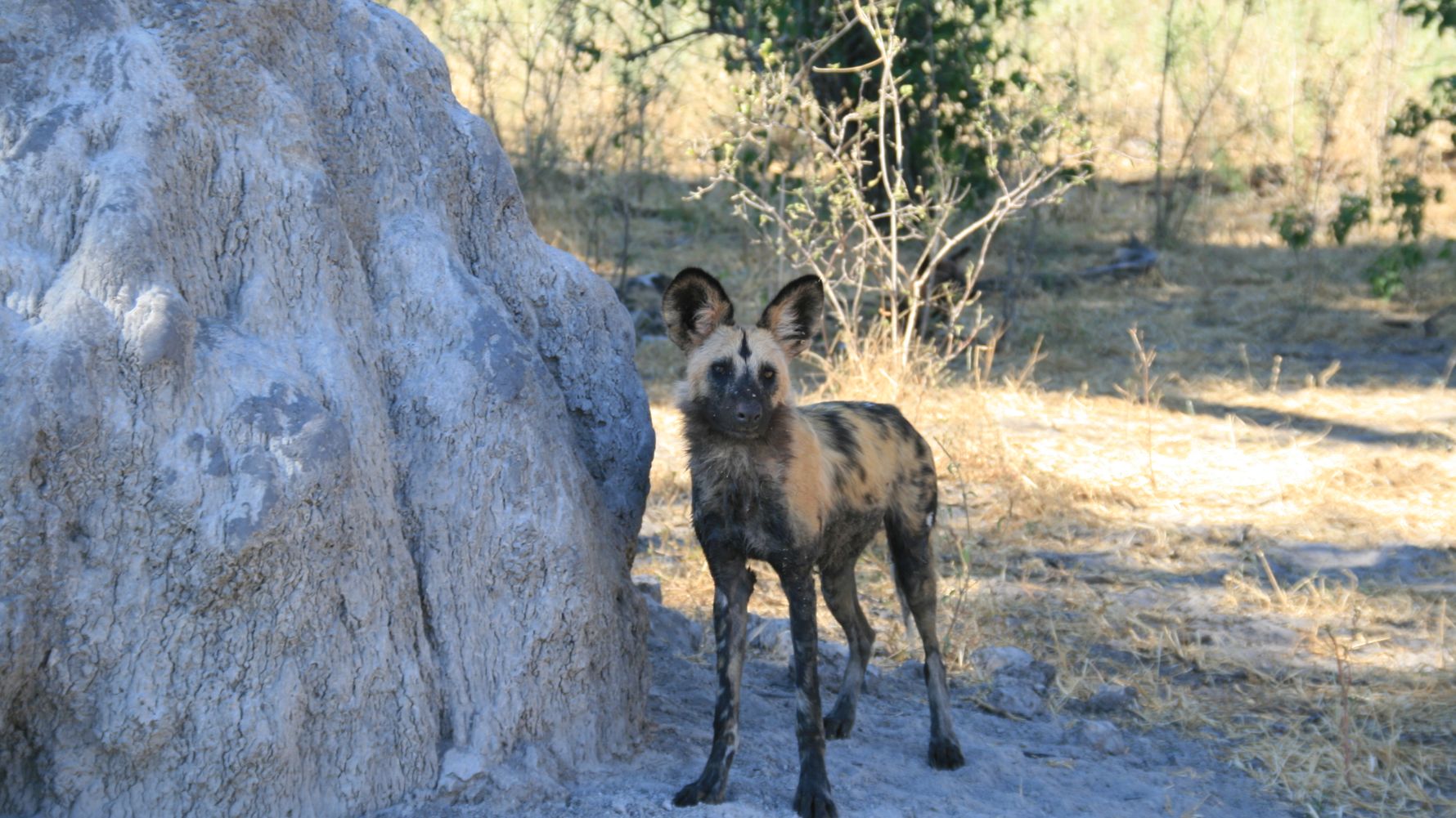 freiwilligenarbeit-artenschutz-wildhunde-vorne-in-suedafrika-rueckblick-2017-blog-natucate