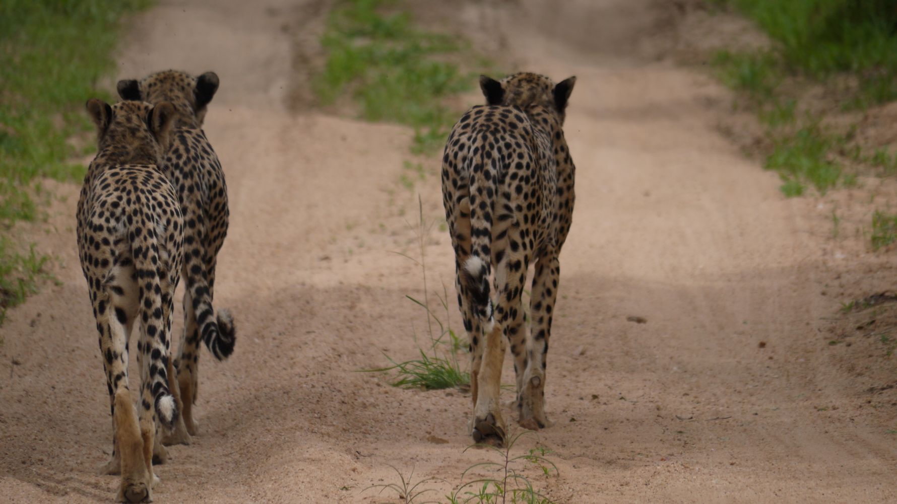 erfahrungsberichte-suedliches-afrika-fgl1-rangerausbildung-geparden-natucate