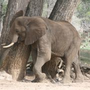 erfahrungsbericht-freiwilligenarbeit-namibia-elefantenschutz-jonas-elefant-baum-natucate