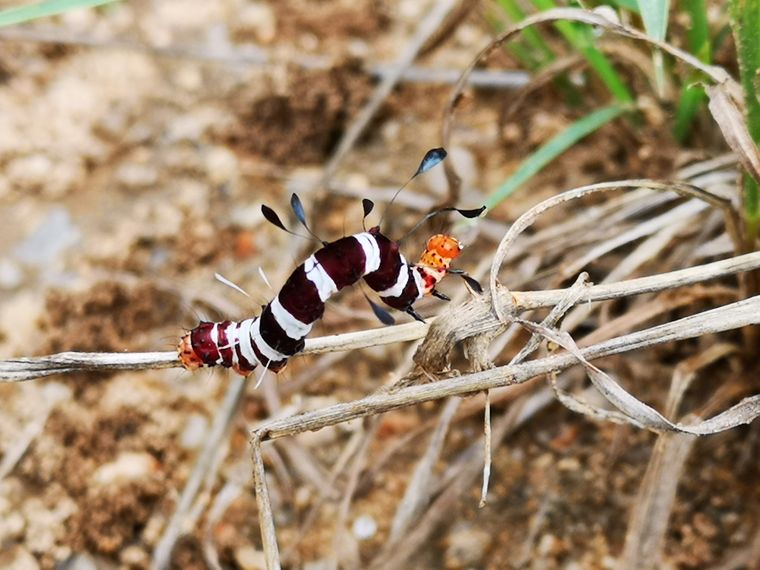 erfahrungsberichte-naturreise-suedafrika-ecoquest-caroline-raupe-natucate