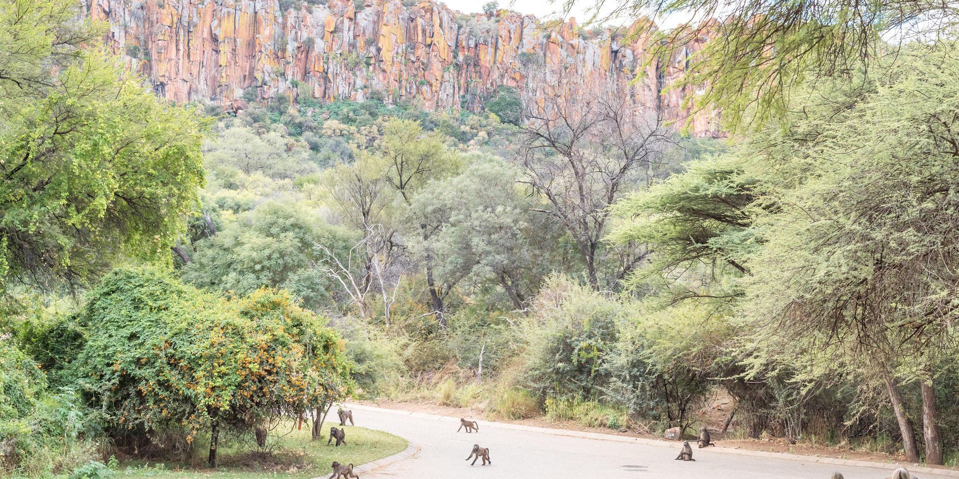 natucate-safari-namibia-waterberg-region-monkeys