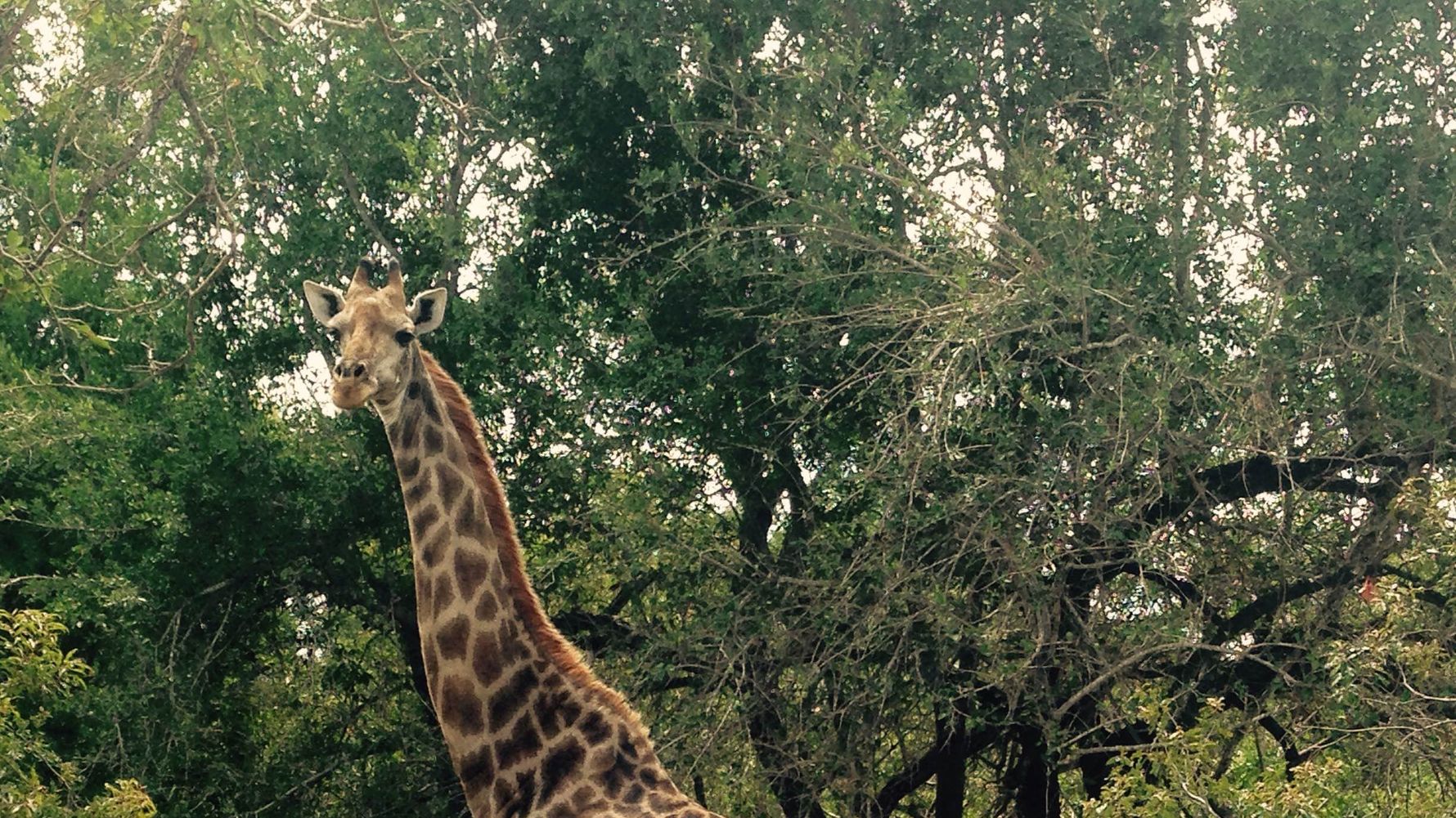 erfahrungsberichte-suedafrika-rangerausbildung-giraffe-natucate