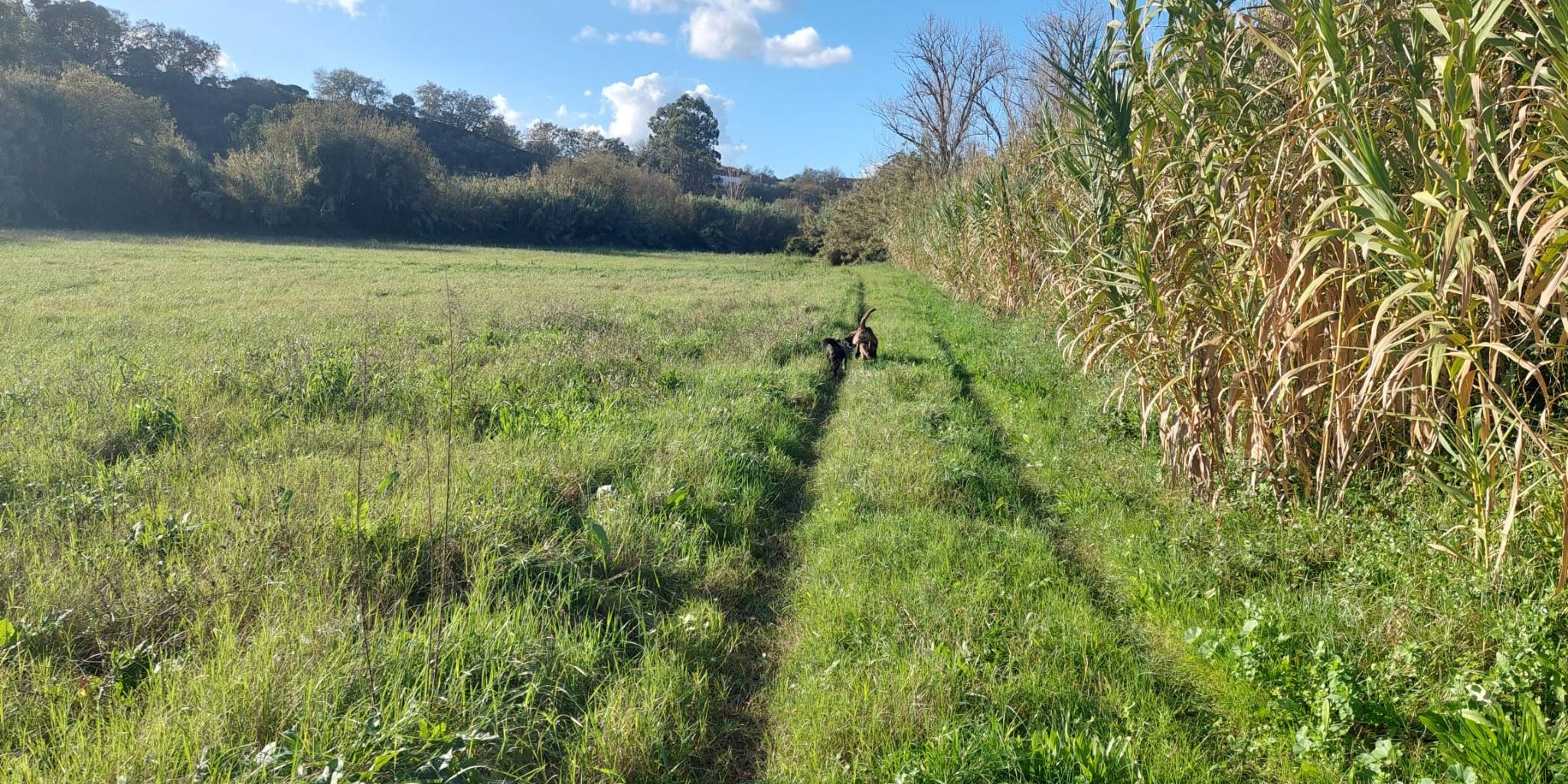 Teil der Freiwilligenarbeit in Portugal ist das Ausführen von Hunden über Wiesen, wie auf diesem Bild zusehen.
