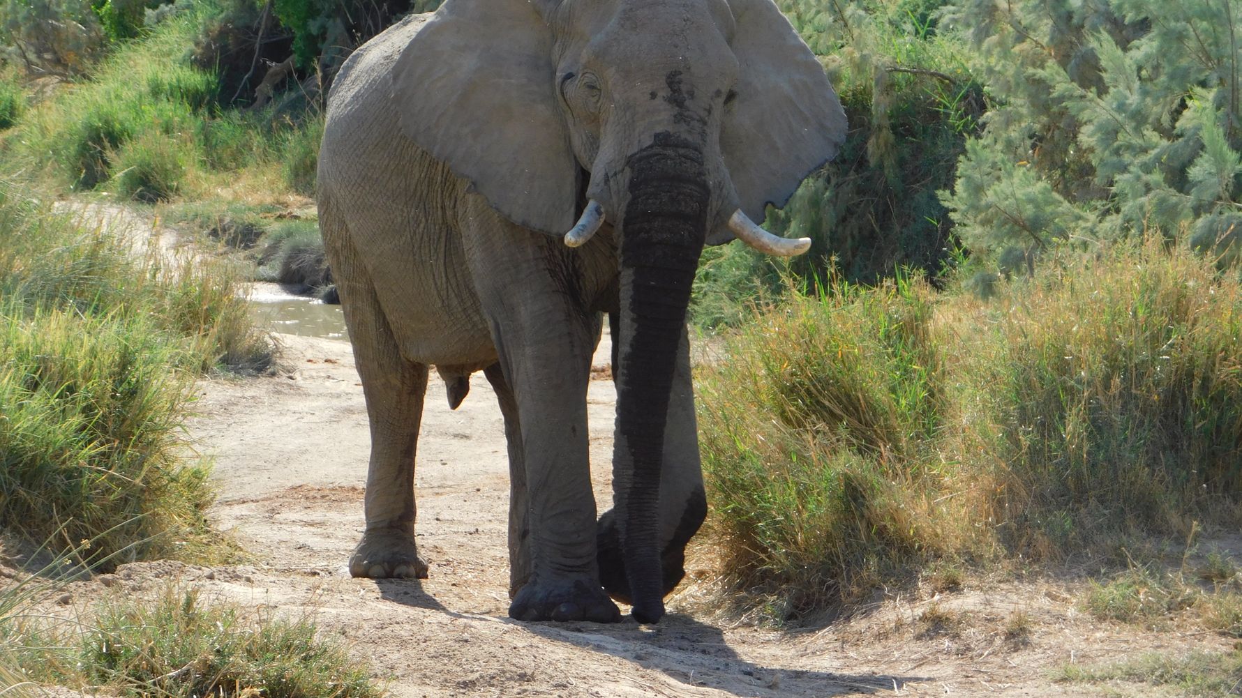 erfahrungsberichte-freiwilligenarbeit-namibia-family-elefant-neugierig
