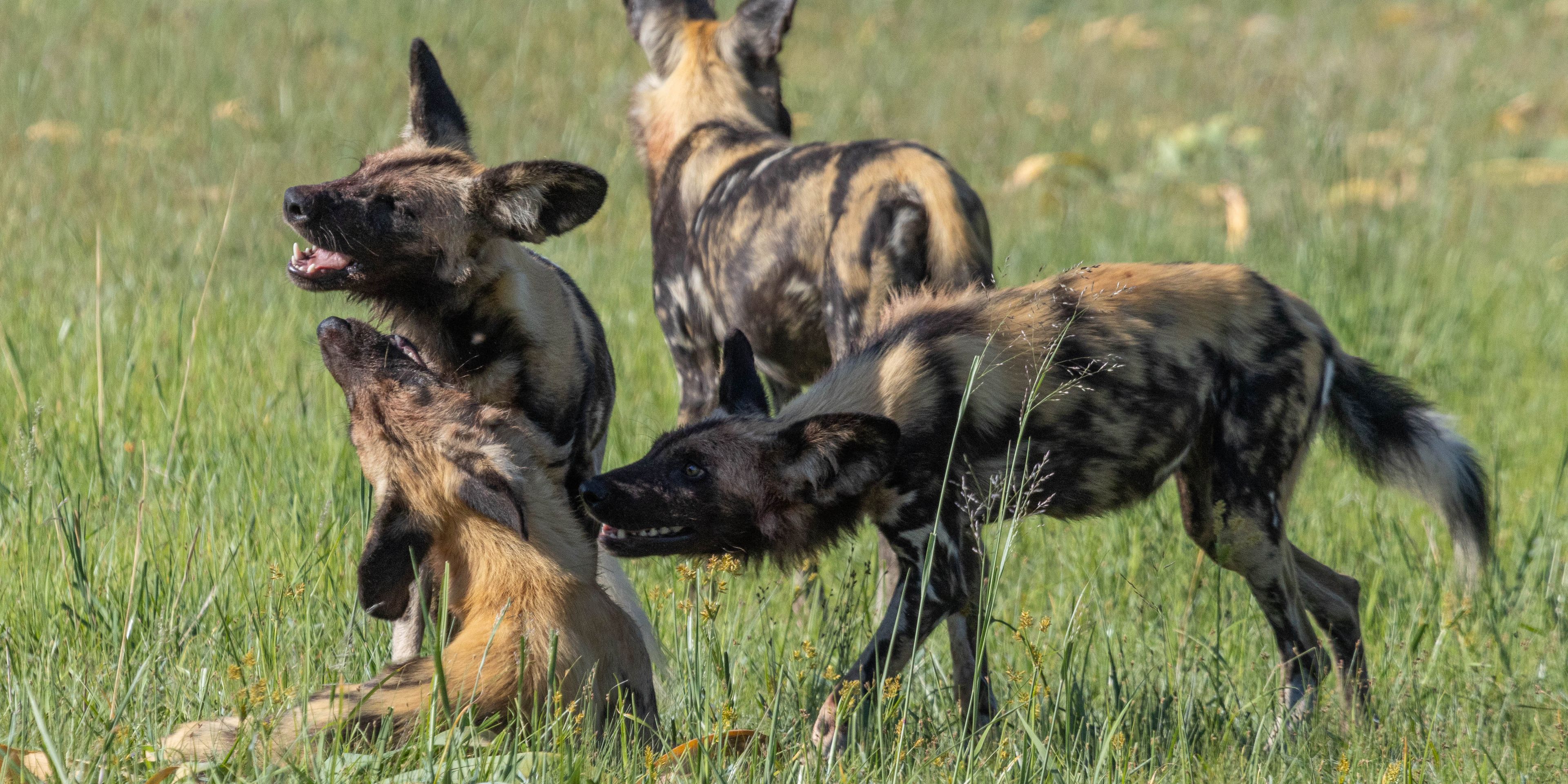 natucate-pwe-zimbabwe-hwange-wild-dogs