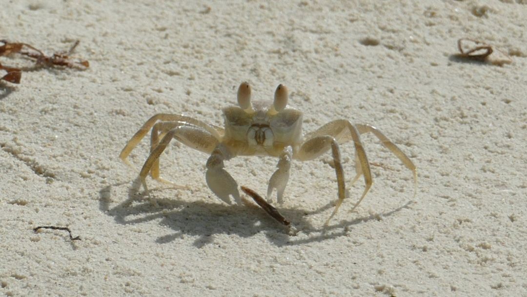Eine Krabbe wird frontal betrachtet und läuft über den Sandstrand der Malediven.