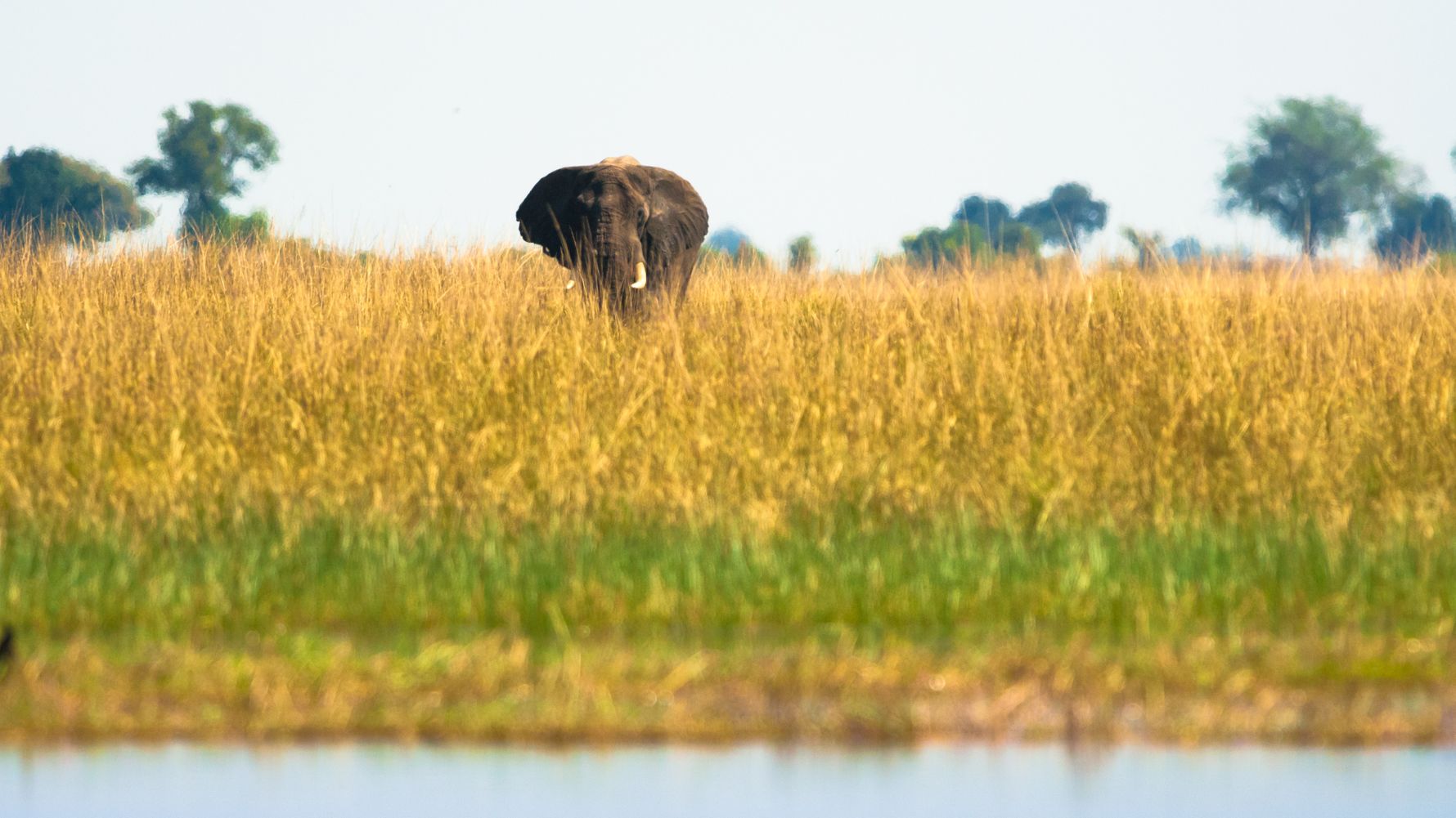 blog-ratgeber-chobe-nationlpark-botswanas-naturjuwel-elefant-gras-fluss