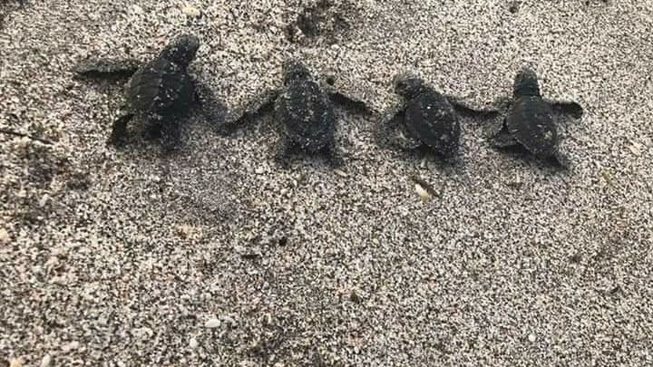 erfahrunsgbericht-costa-rica-praktikum-kundenfotos-artenschutz-schildkroeten-junge-natucate