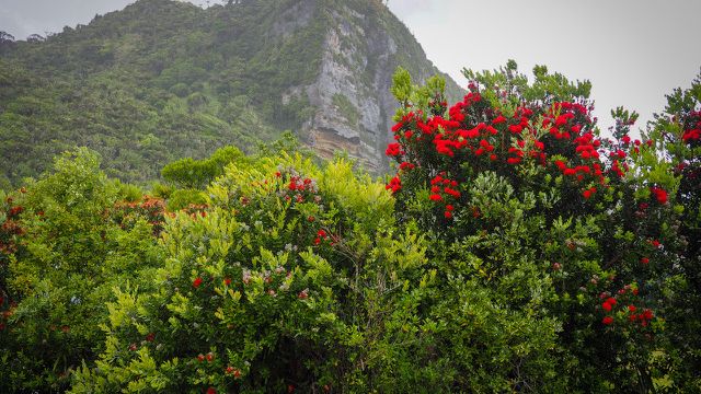 erfahrungsbericht-freiwilligenarbeit-naturschutz-neuseeland-nancy-natur-natucate