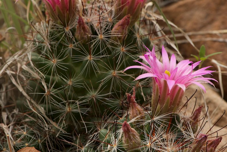 Kakteen in der Wueste Arizonas dienen der Wuestenherpetologie eines Natur- und Rangerkurses