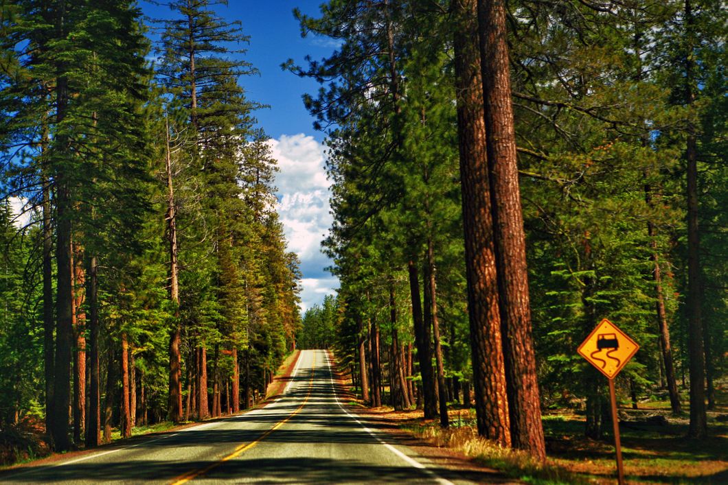 Strasse durch einen typisch nordamerikanischen Nadelwald