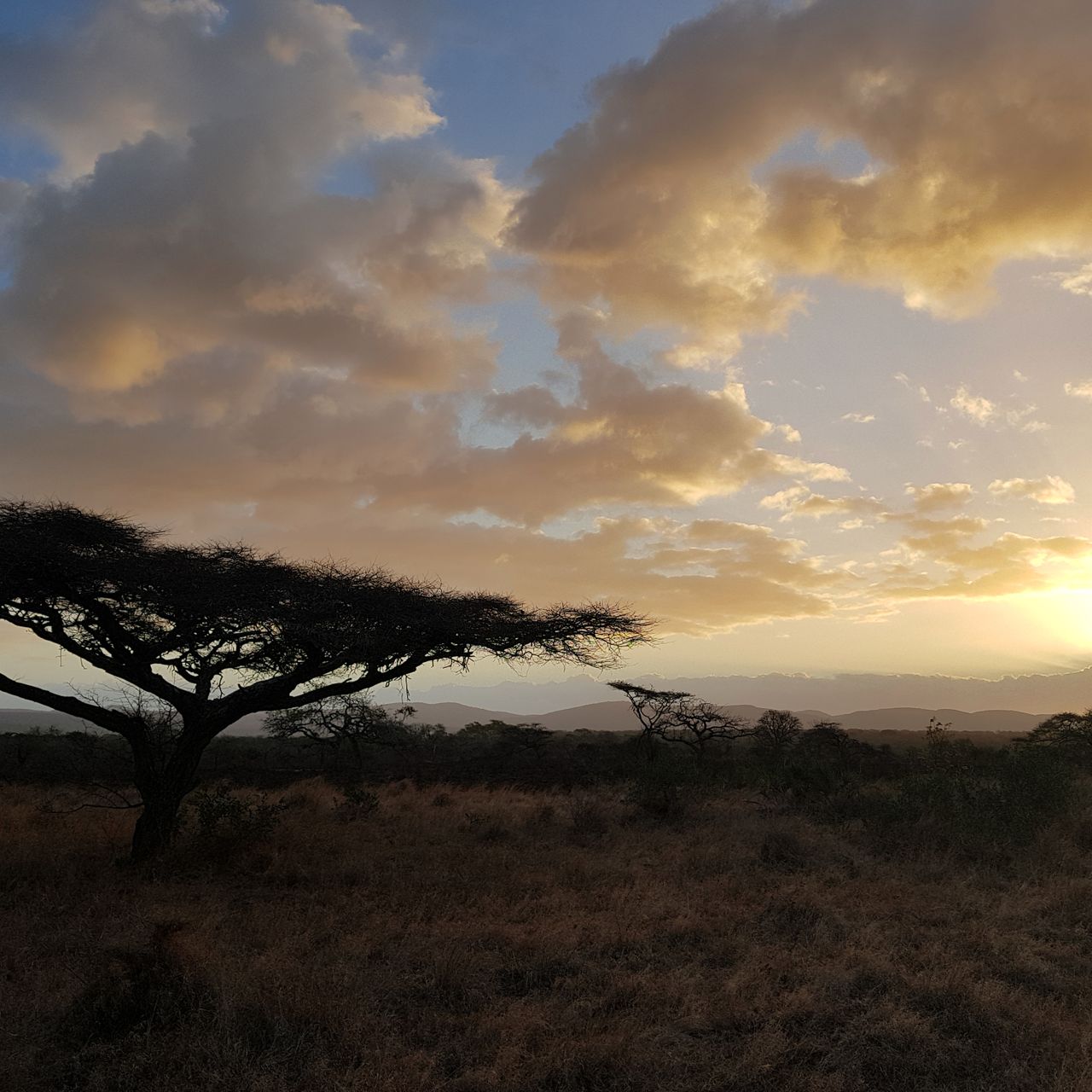 erfahrungsberichte-freiwilligenarbeit-artenschutz-suedafrika-zululand-svenja-savanne-natucate