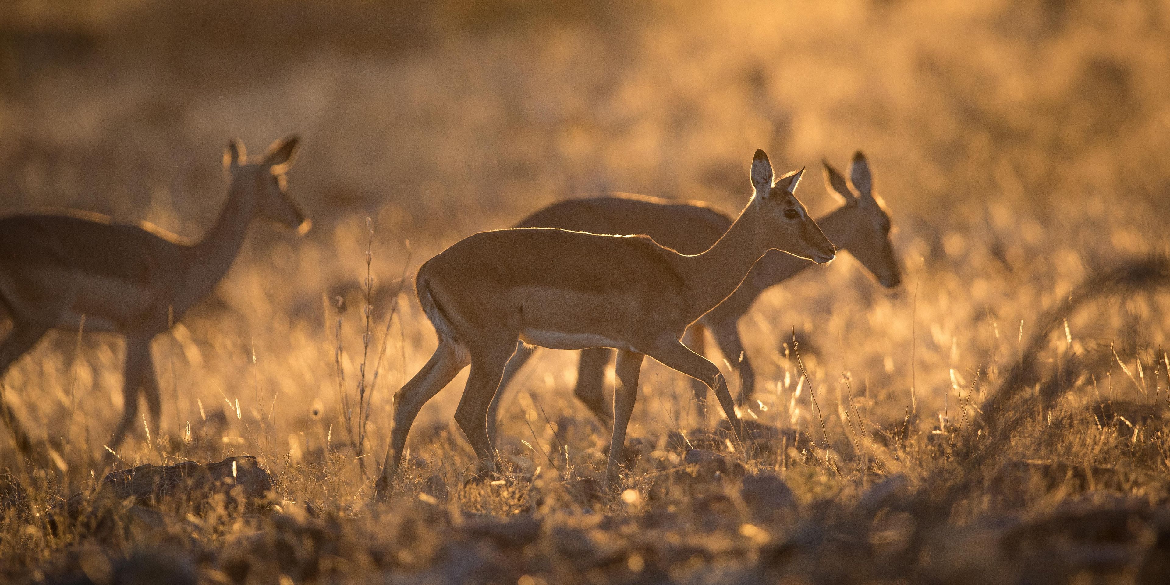 natur-und-rangerkurs-kenia-field-guide-level1-impalas-natucate