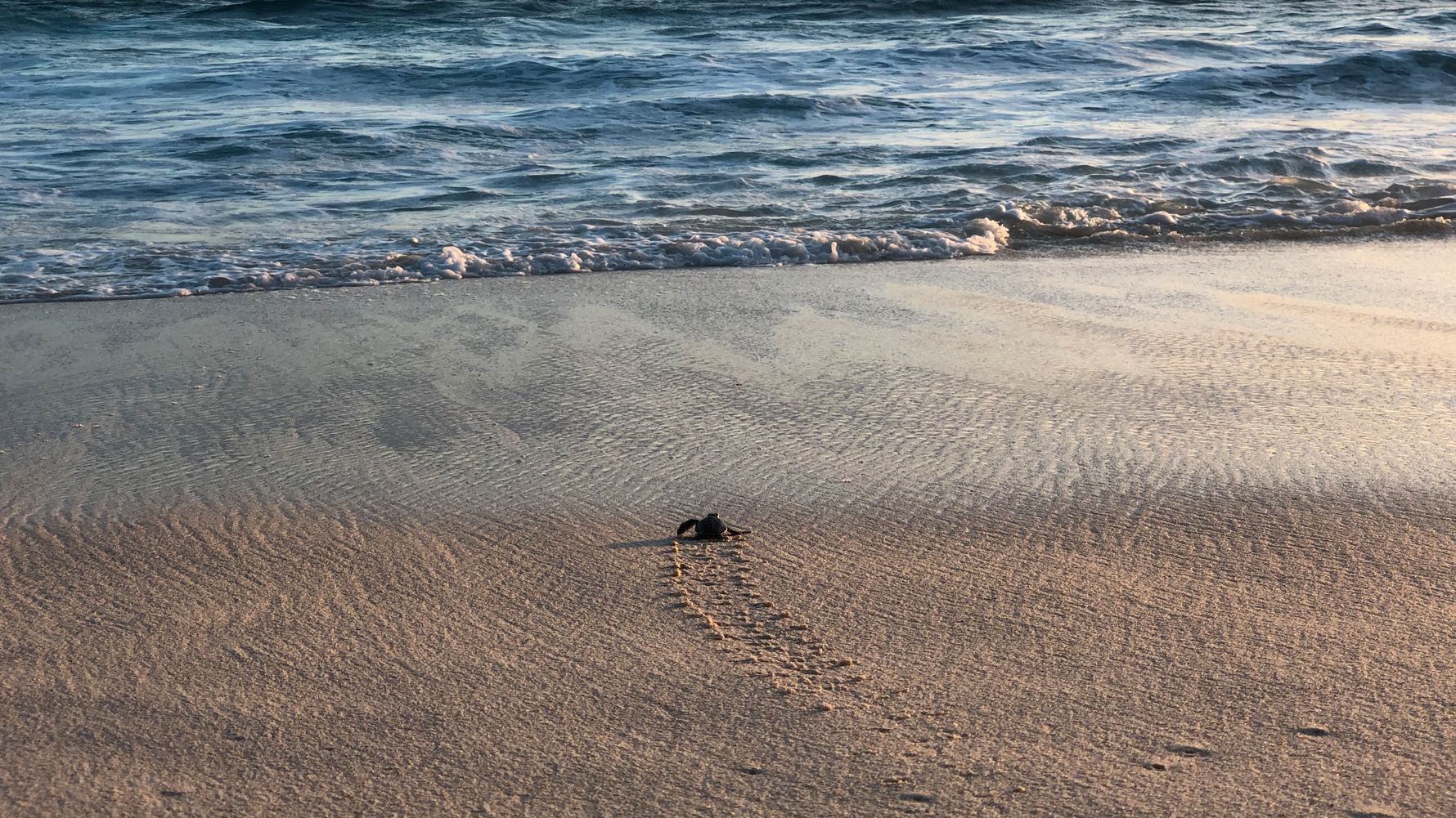 erfahrungsberichte-freiwilligenarbeit-seychellen-north-island-marco-babyschildkroete
